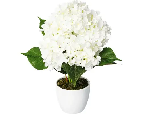 Premium | Planta Artificiala Hortensie In Ghiveci H 63 Cm Alb