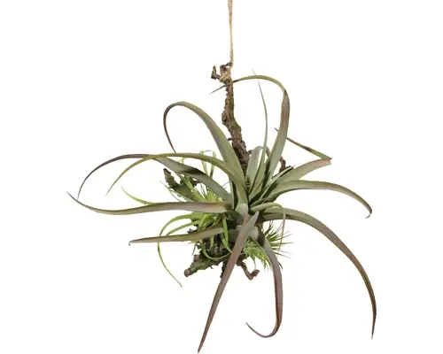 Planta Artificiala Tillandsia Suspendata H 27 Cm Verde | Premium