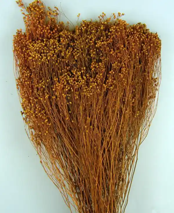 Flori uscate, Broom Bloom, portocaliu, 100 g - Acum disponibil