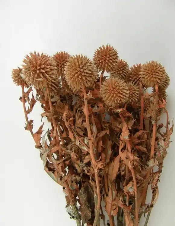 Alegerea clienților | Flori uscate, Echinops, portocaliu