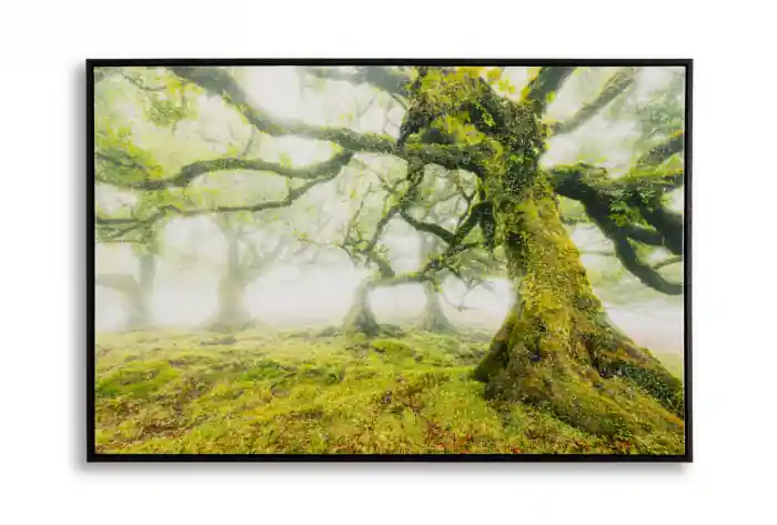 Tablou decorativ pădure cu arbori seculari în ceață 90 x 60 cm | Produs vedetă